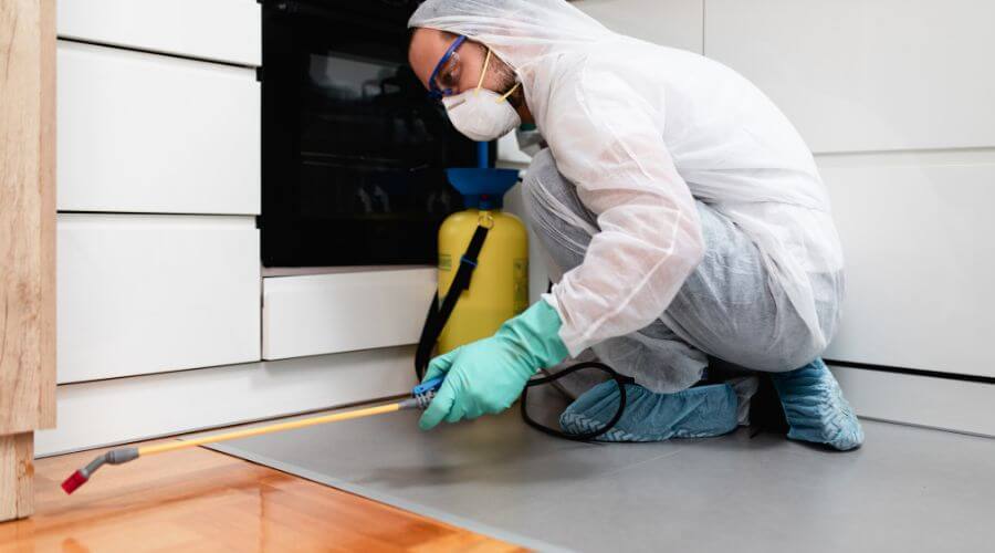Why choose Chester Bee Hive Relocation for bee hive relocation in Chester
